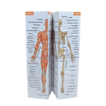 Human Anatomy Study Cube (Advanced)
