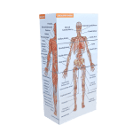 Human Anatomy Study Cube (Advanced)