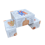 Human Anatomy Study Cube (Advanced)