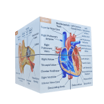 Human Anatomy Study Cube (Advanced)