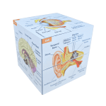 Human Anatomy Study Cube (Advanced)
