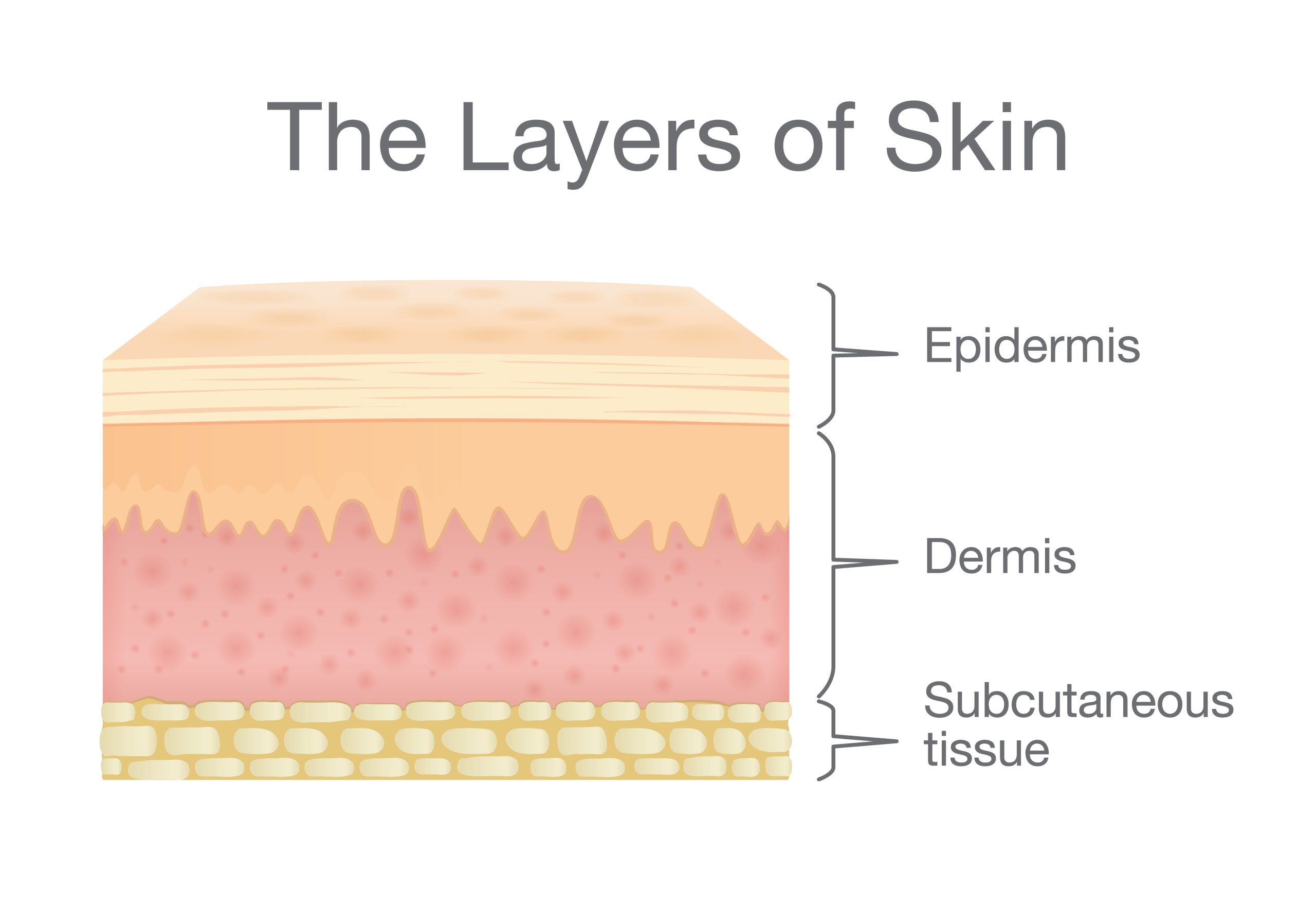 skin layers