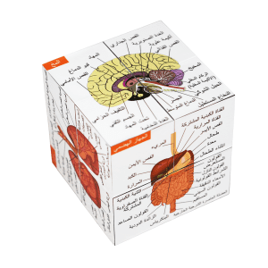 Arabic Human Anatomy Study Cube (Advanced)