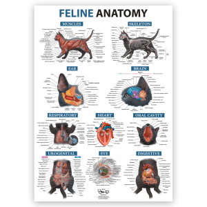 Feline Anatomy A1 Poster