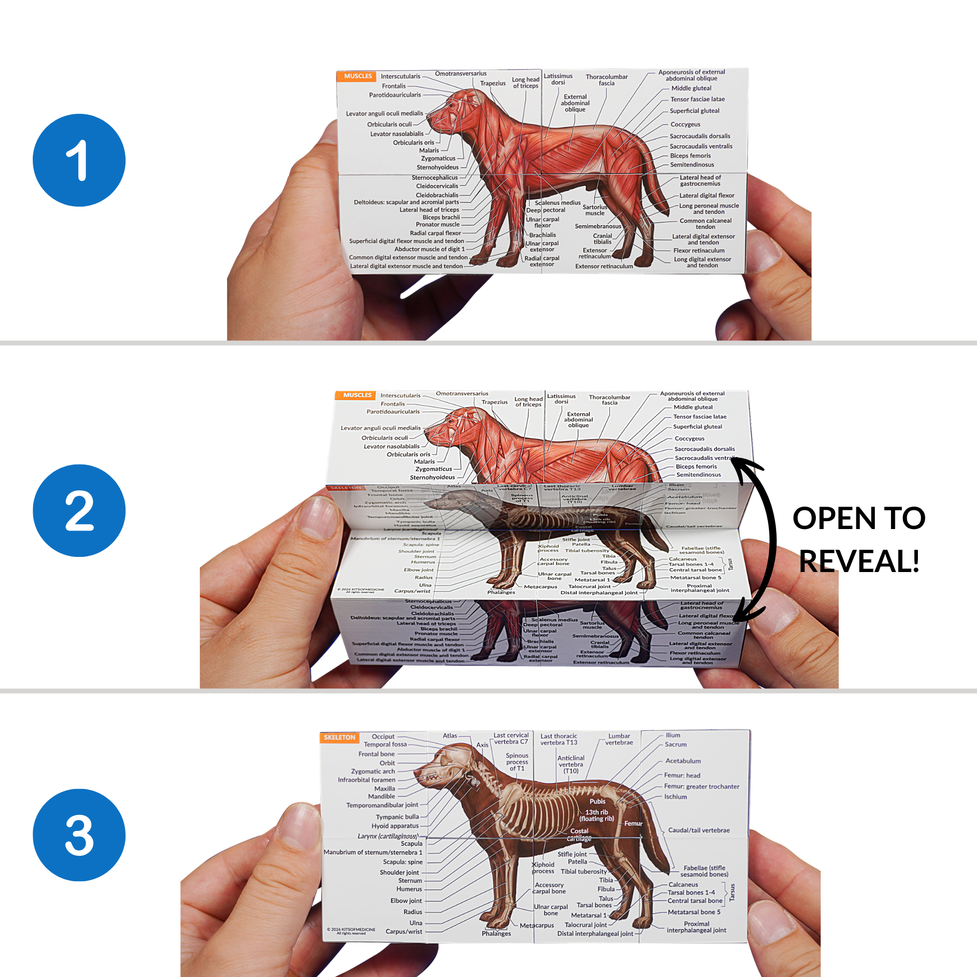 Canine Anatomy Study Cube (Advanced) - Image 2