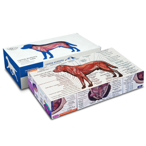 Canine Anatomy Study Cube (Advanced)