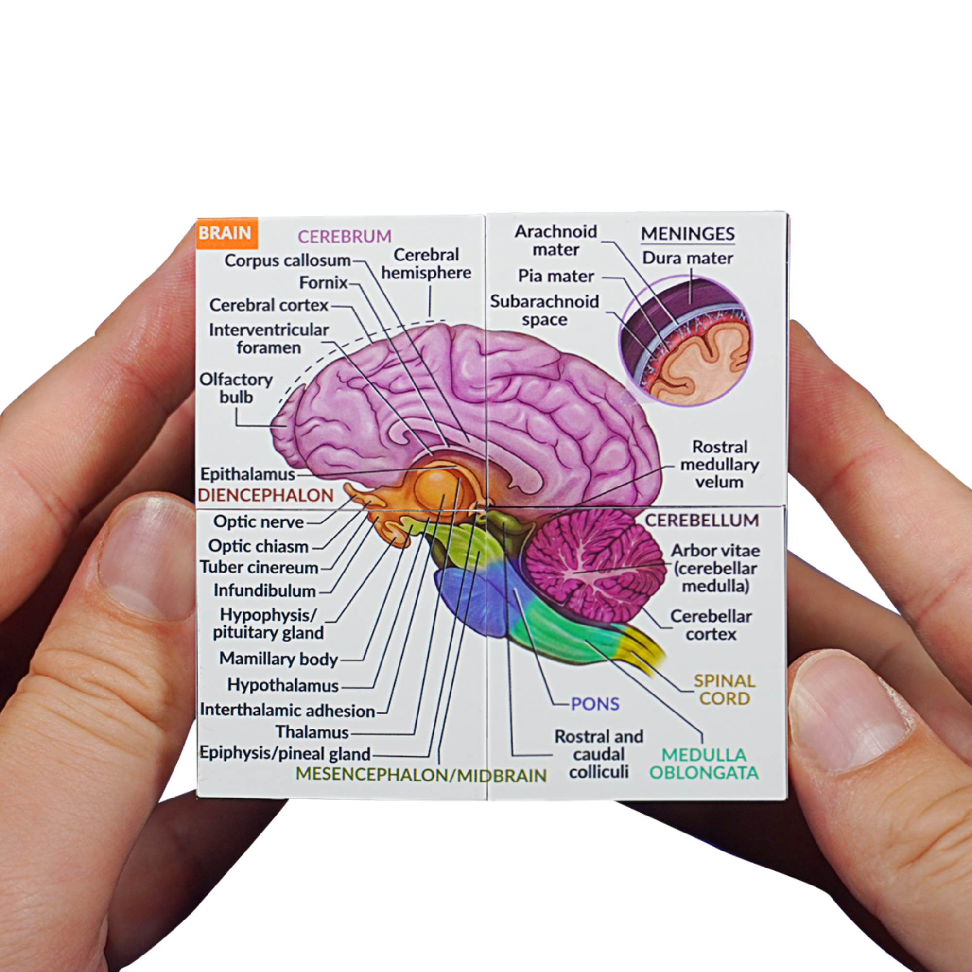 Canine Anatomy Study Cube (Advanced) - Image 4