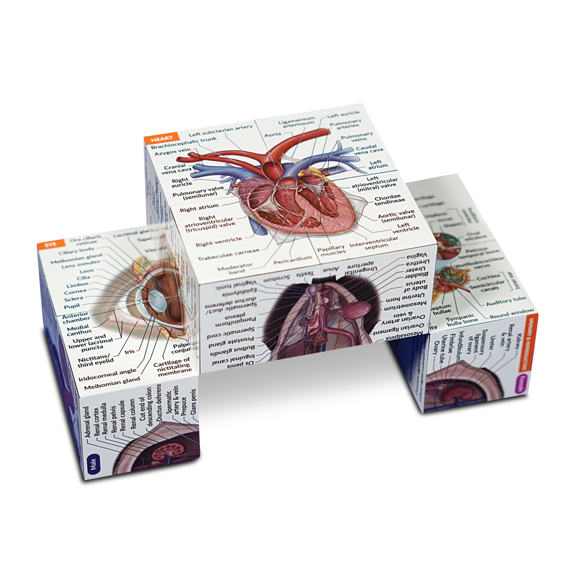 Canine Anatomy Study Cube (Advanced) - Image 5