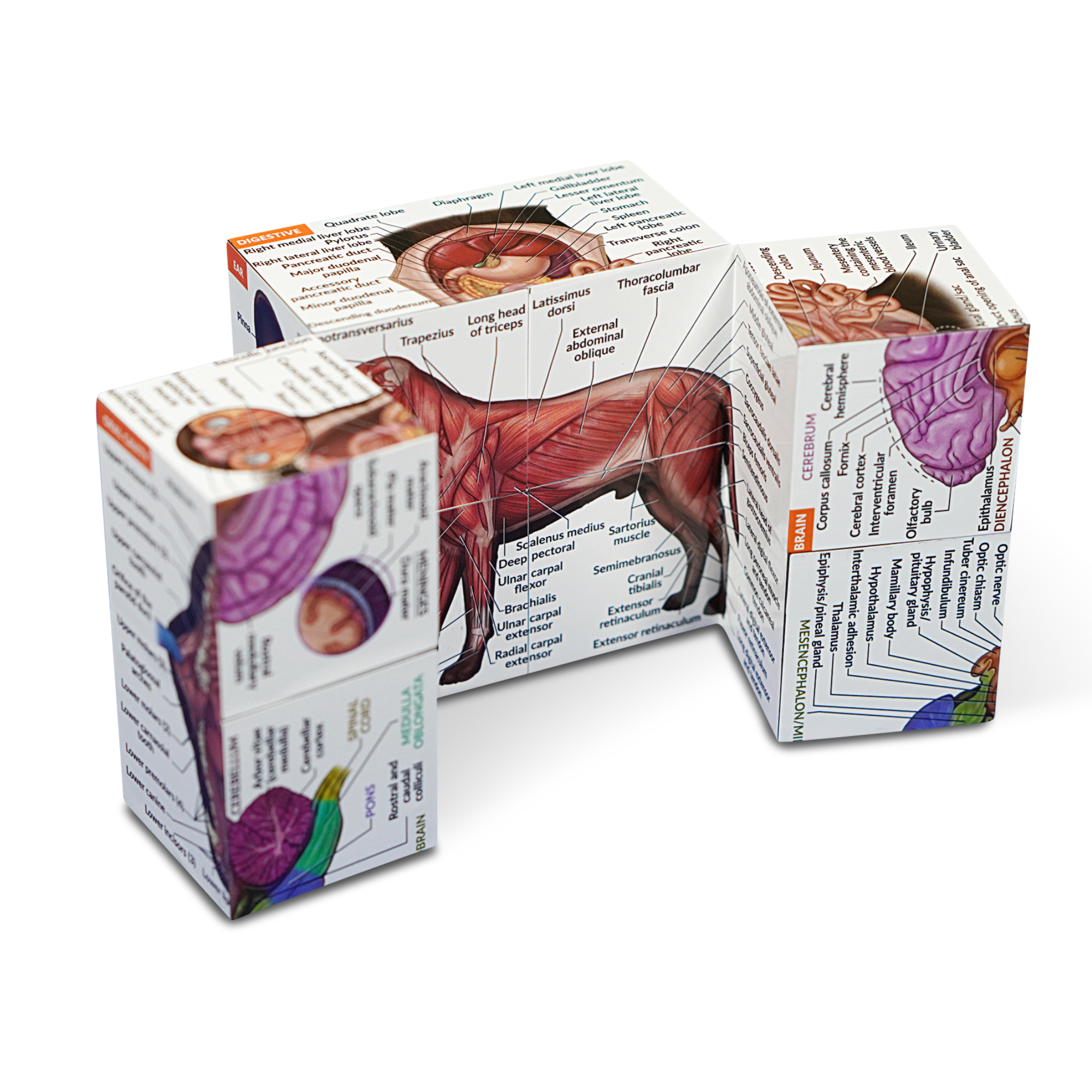 Canine Anatomy Study Cube (Advanced) - Image 6