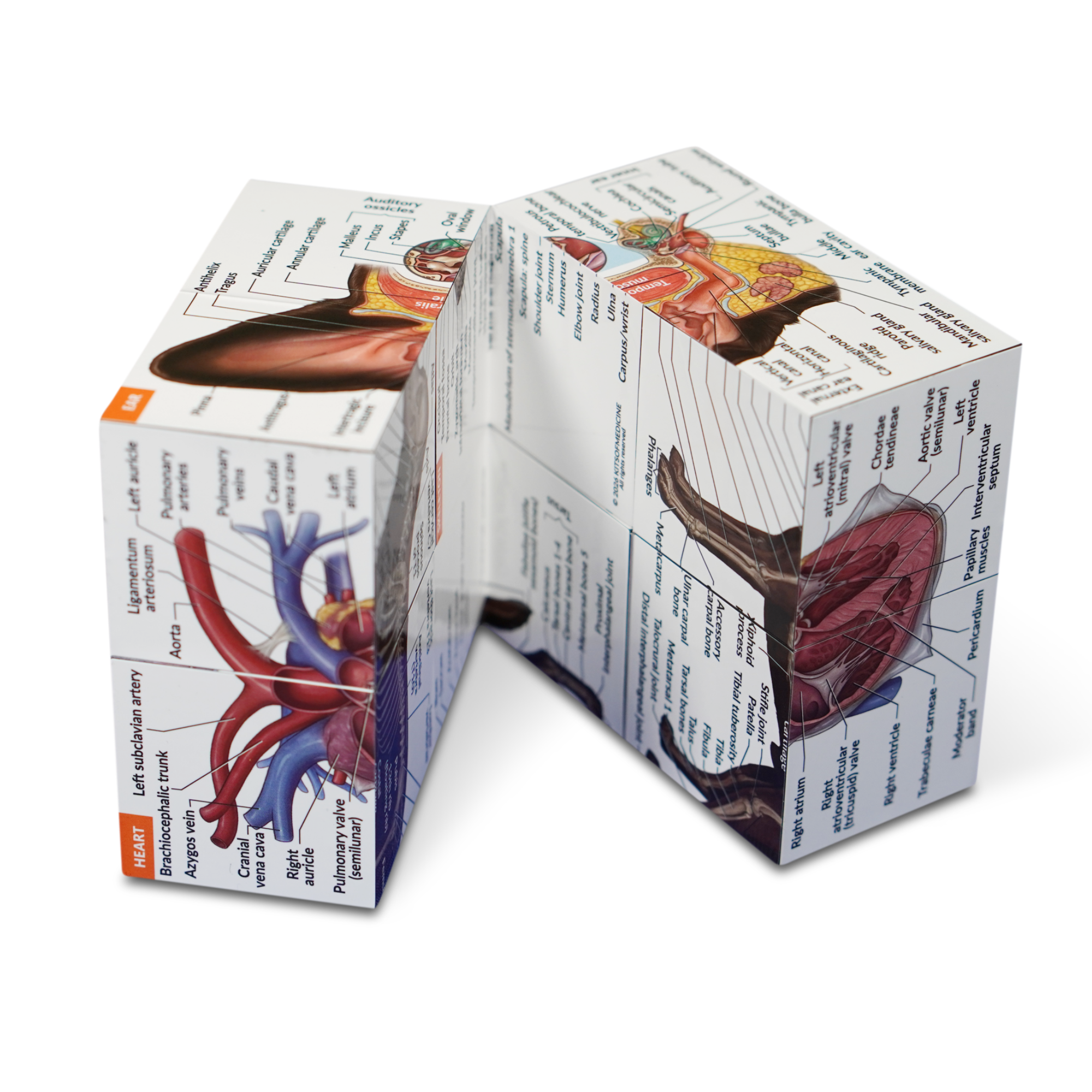Canine Anatomy Study Cube (Advanced) - Image 7