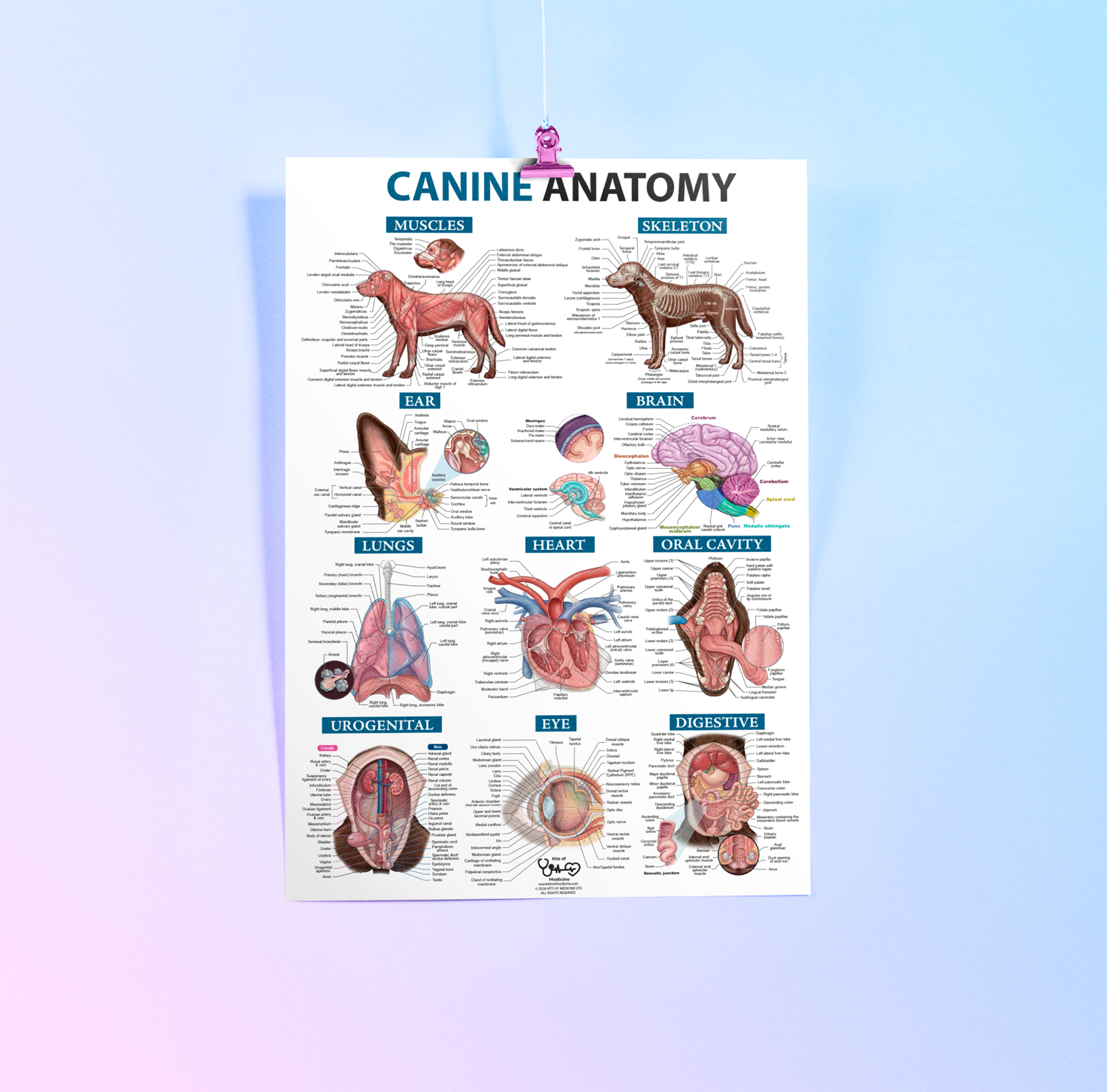Canine Anatomy A1 Poster - Image 3