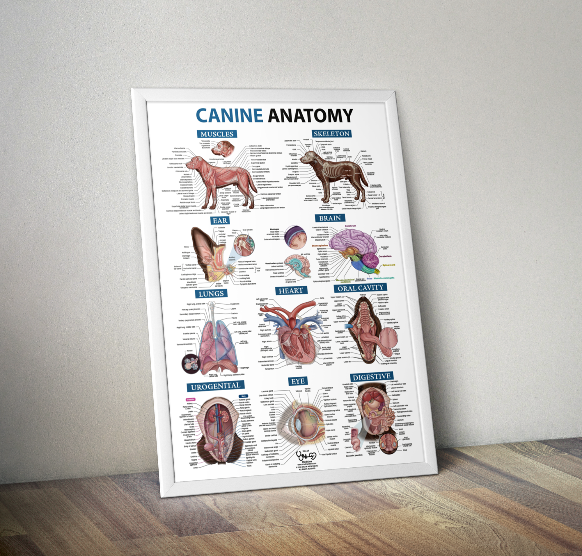 Canine Anatomy A1 Poster - Image 4