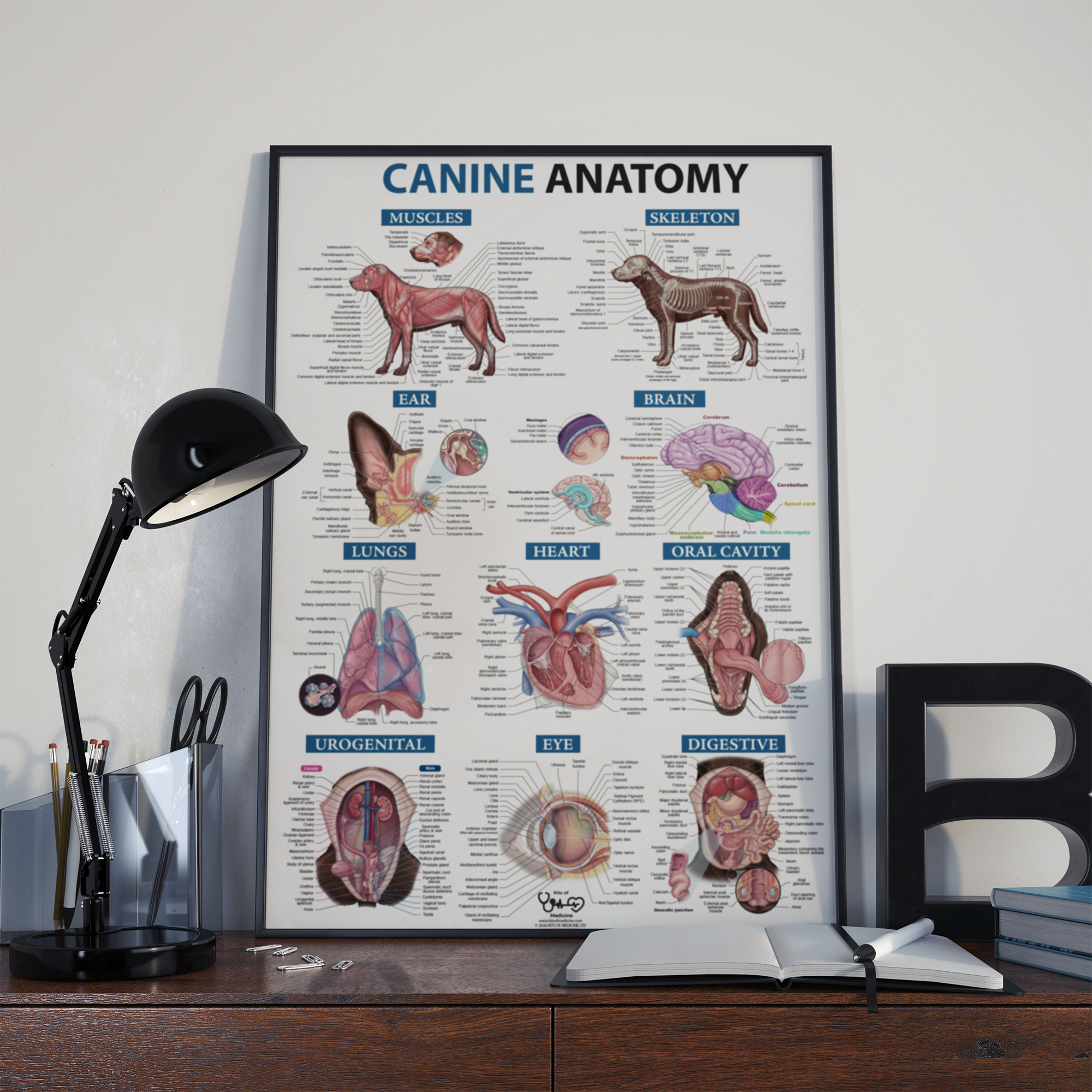 Canine Anatomy A1 Poster - Image 2