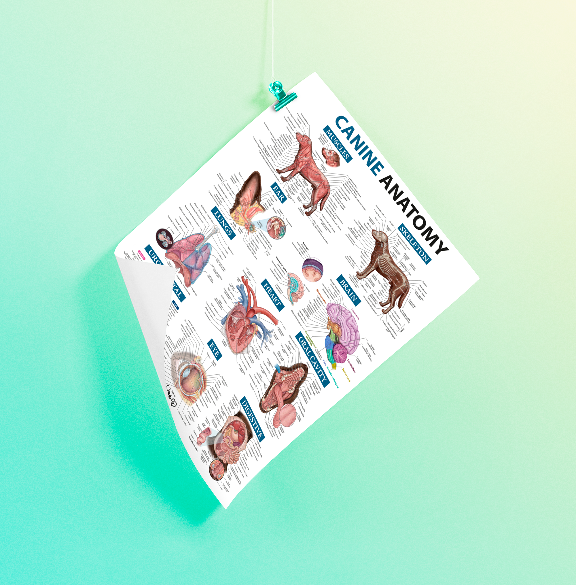 Canine Anatomy A1 Poster - Image 5