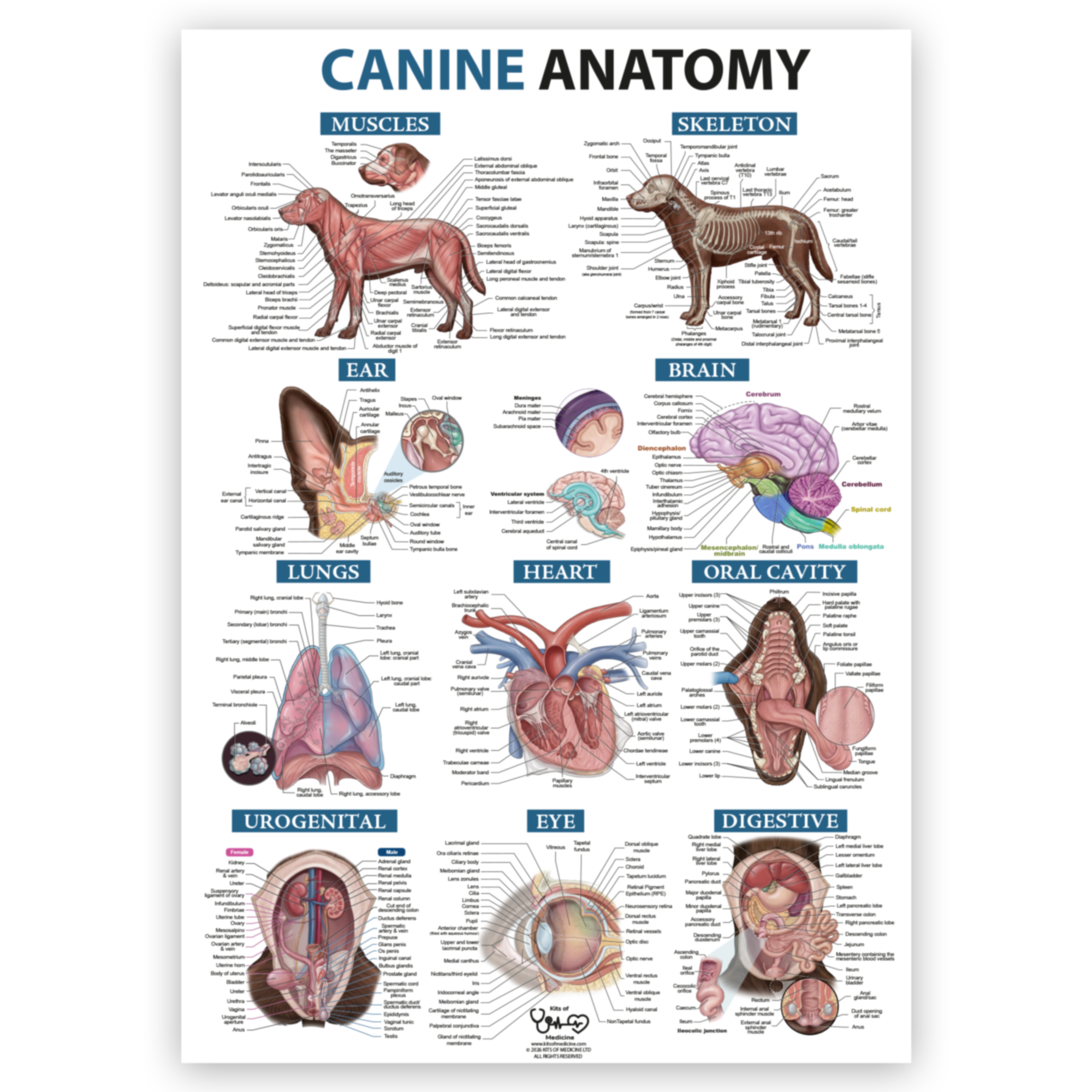 Canine Anatomy A1 Poster